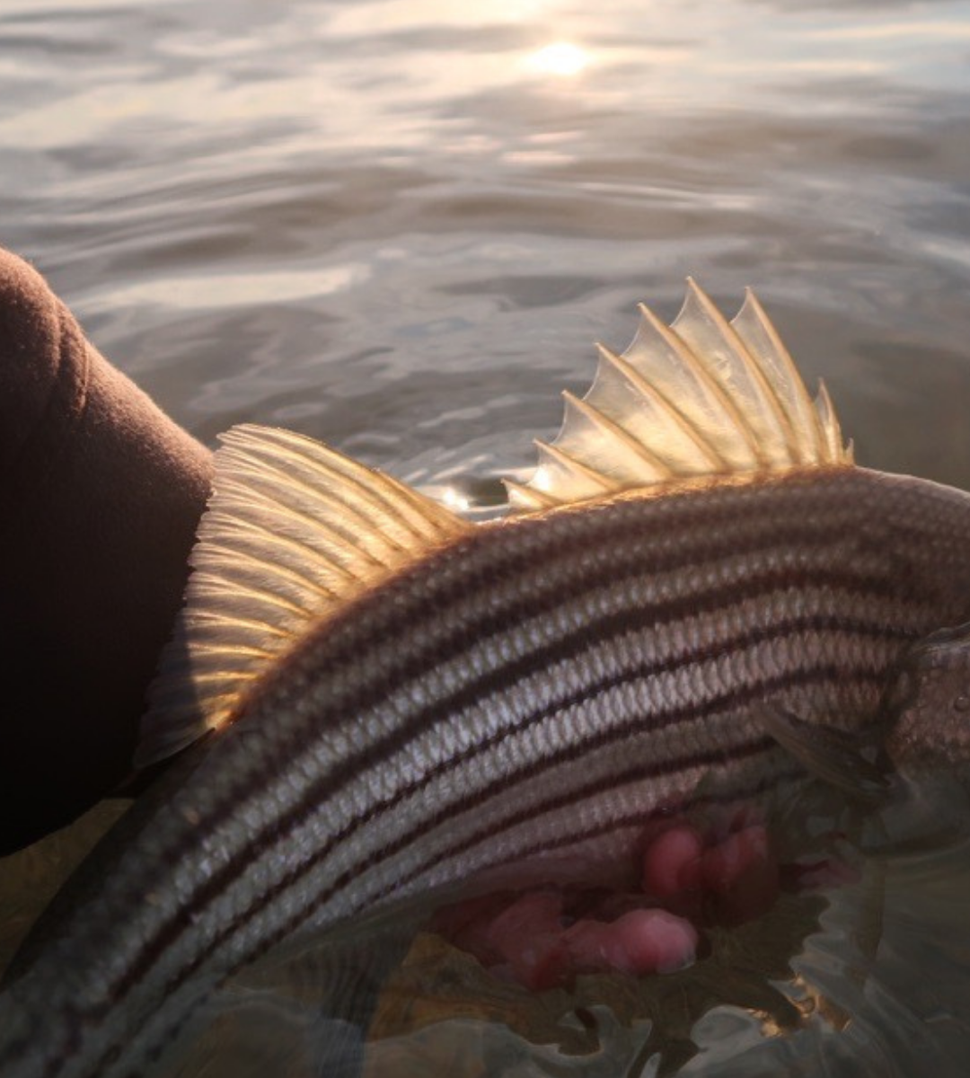 Breaking: Striped Bass Managers Vote &ldquo;Status Quo&rdquo; &ndash; No Reductions in 2026