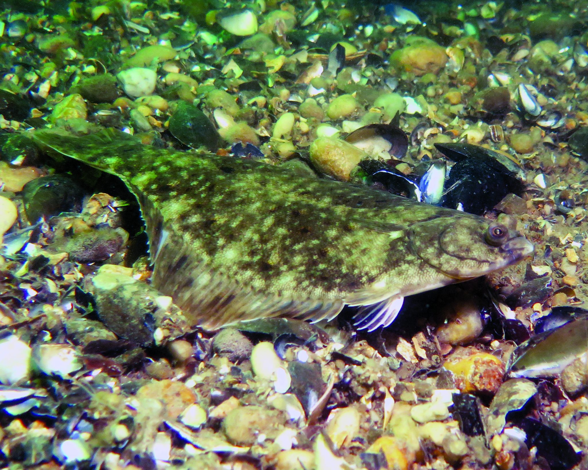 Winter Flounder Facts On The Water winter-flounder-facts-on-the-water