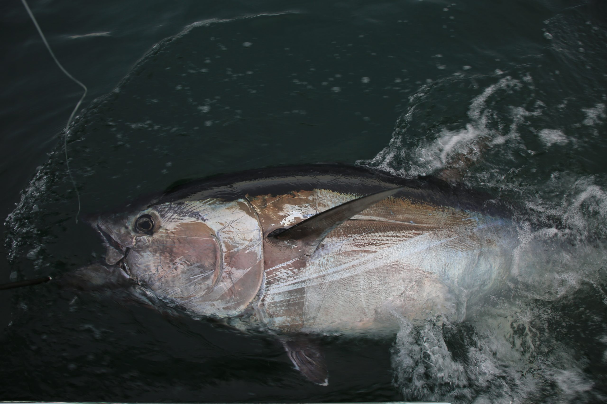 Bluefin Tuna Quota Increase Approved at ICCAT