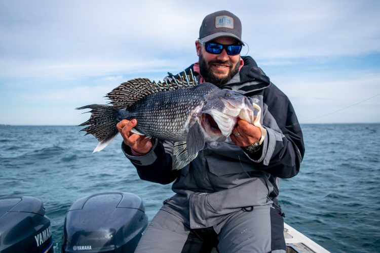 Black Sea Bass Harvest Limit Increased&nbsp;by 20% for 2026