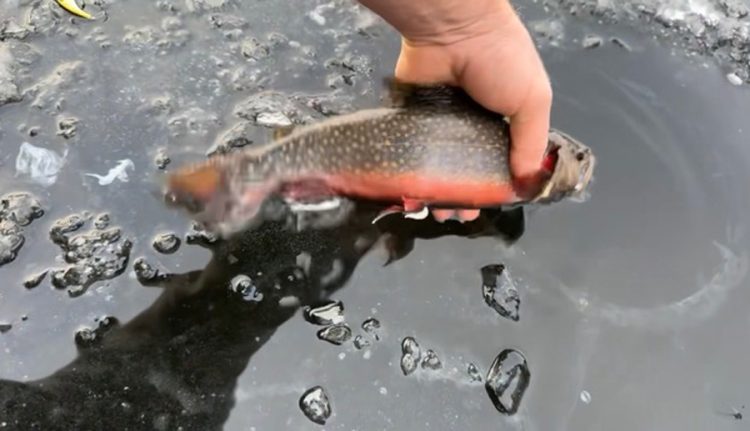 Andrew of Saco Bait found a nice hardwater brook trout bite.