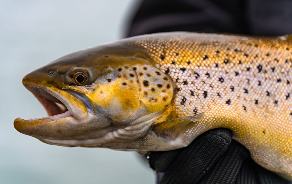 colorful brown trout