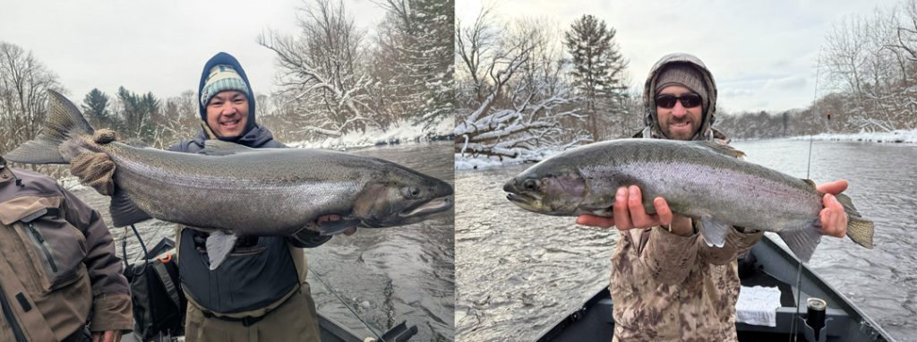 Salmon River steelhead