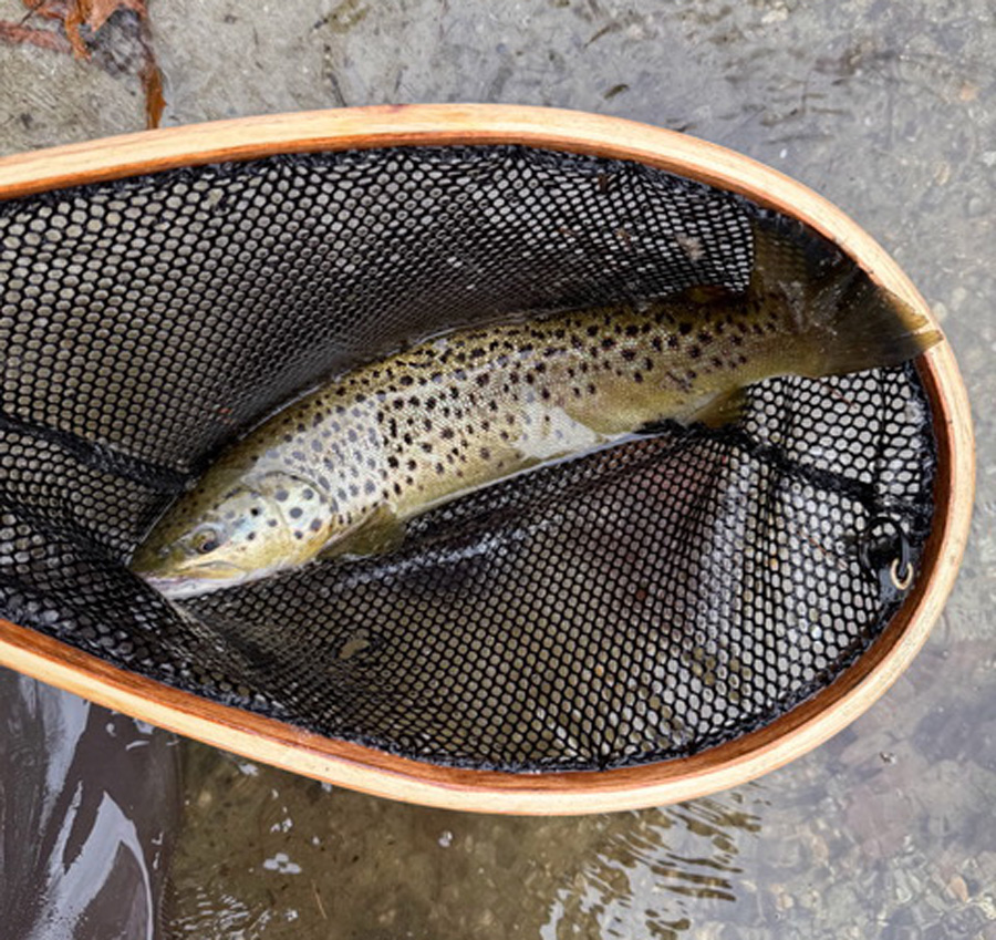 Greater Boston brown trout