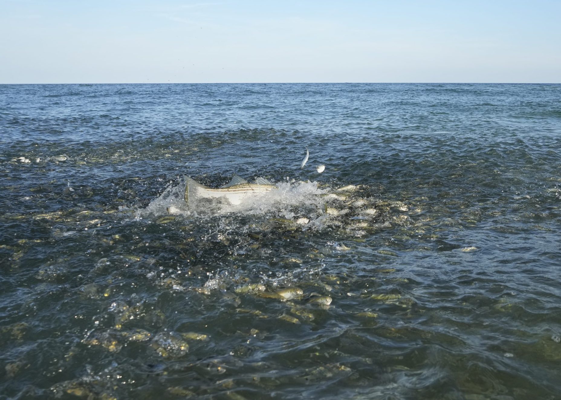 NJ striped bass blitz by Tom Lynch