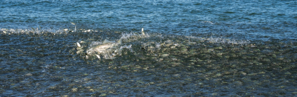 NJ fall striped bass blitz by Tom Lynch
