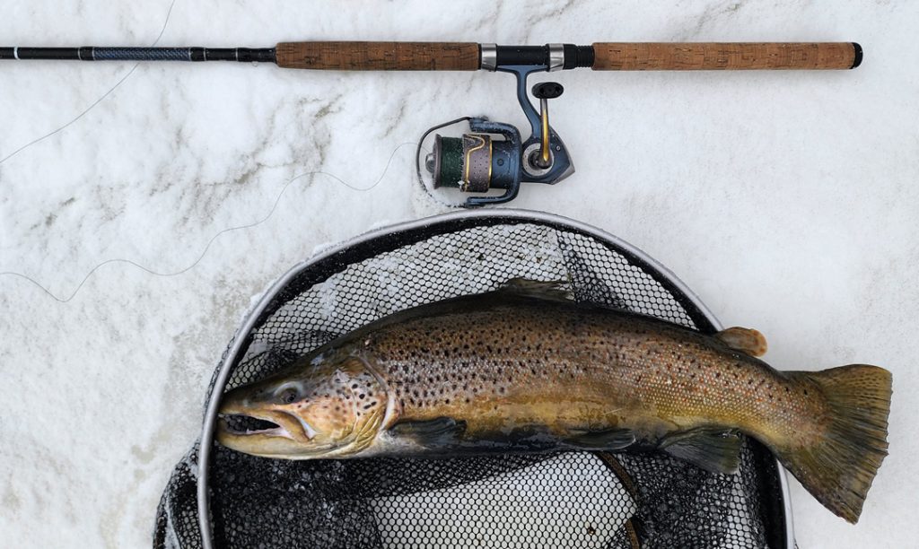 Mark Musser brown trout
