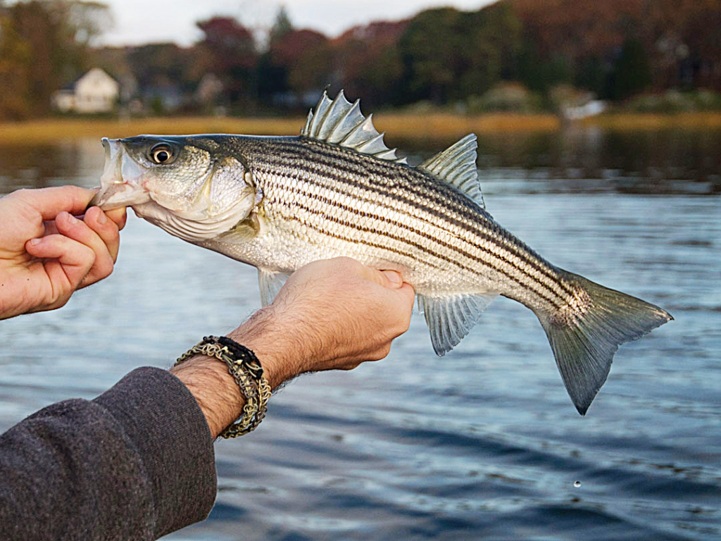 Could This Brutally Cold Winter Help Save Striped Bass?