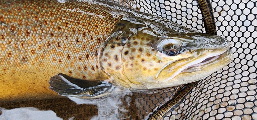 Mark Musser's big 8 lb brown trout