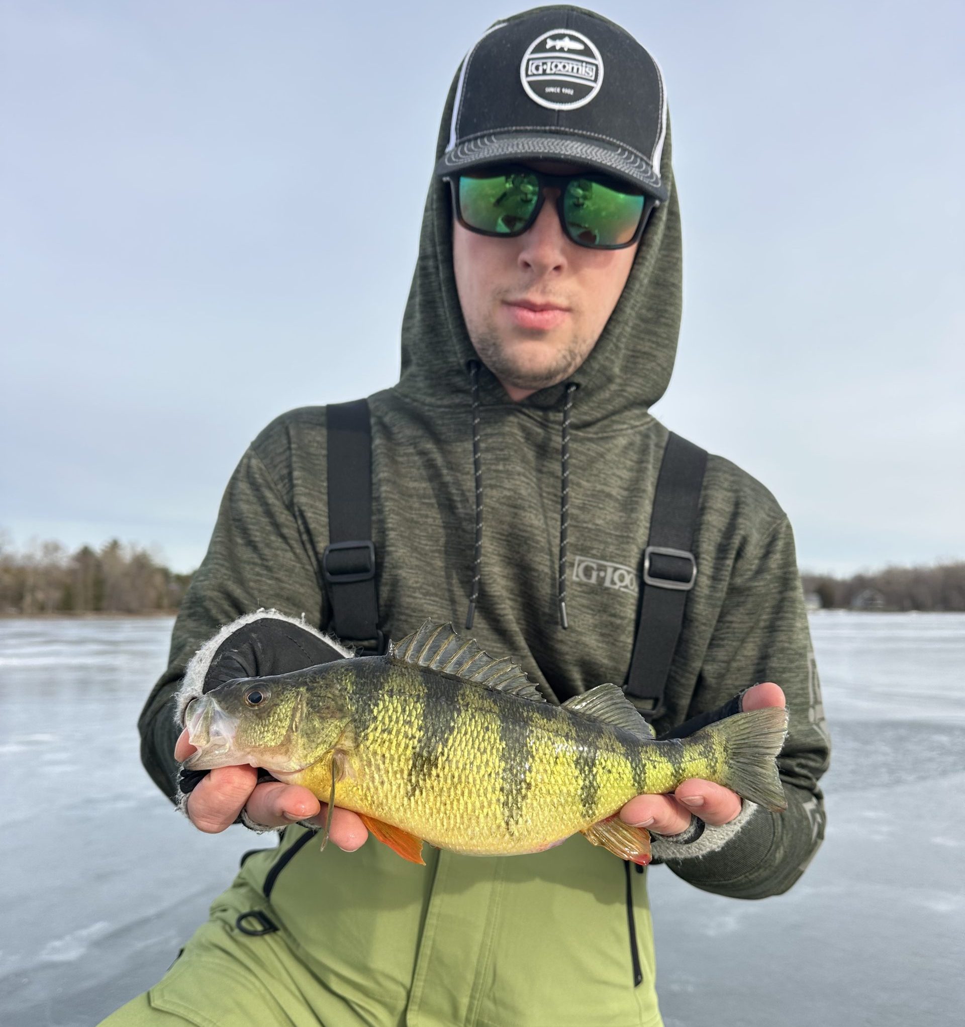 big yellow perch