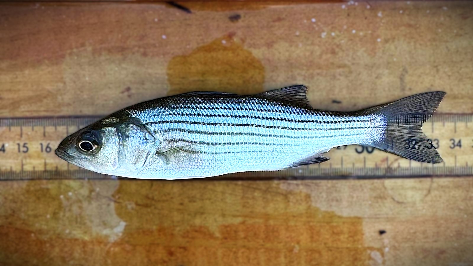 Hudson River Striper Spawn Fails Again&mdash;What It Means for the Fishery&rsquo;s Future