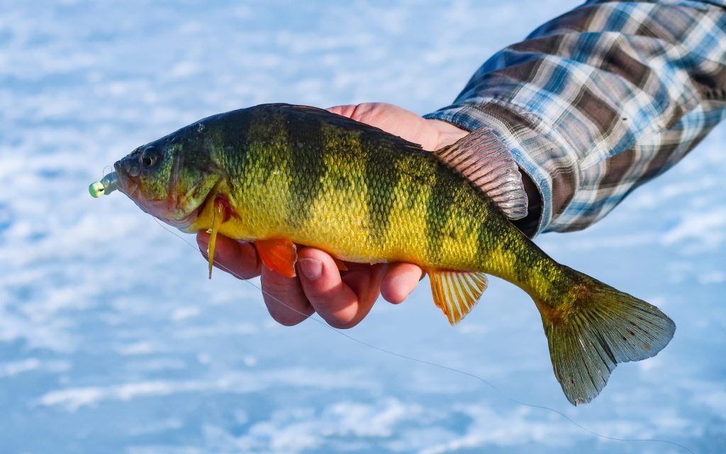 Connecticut Fishing Report- March 2026