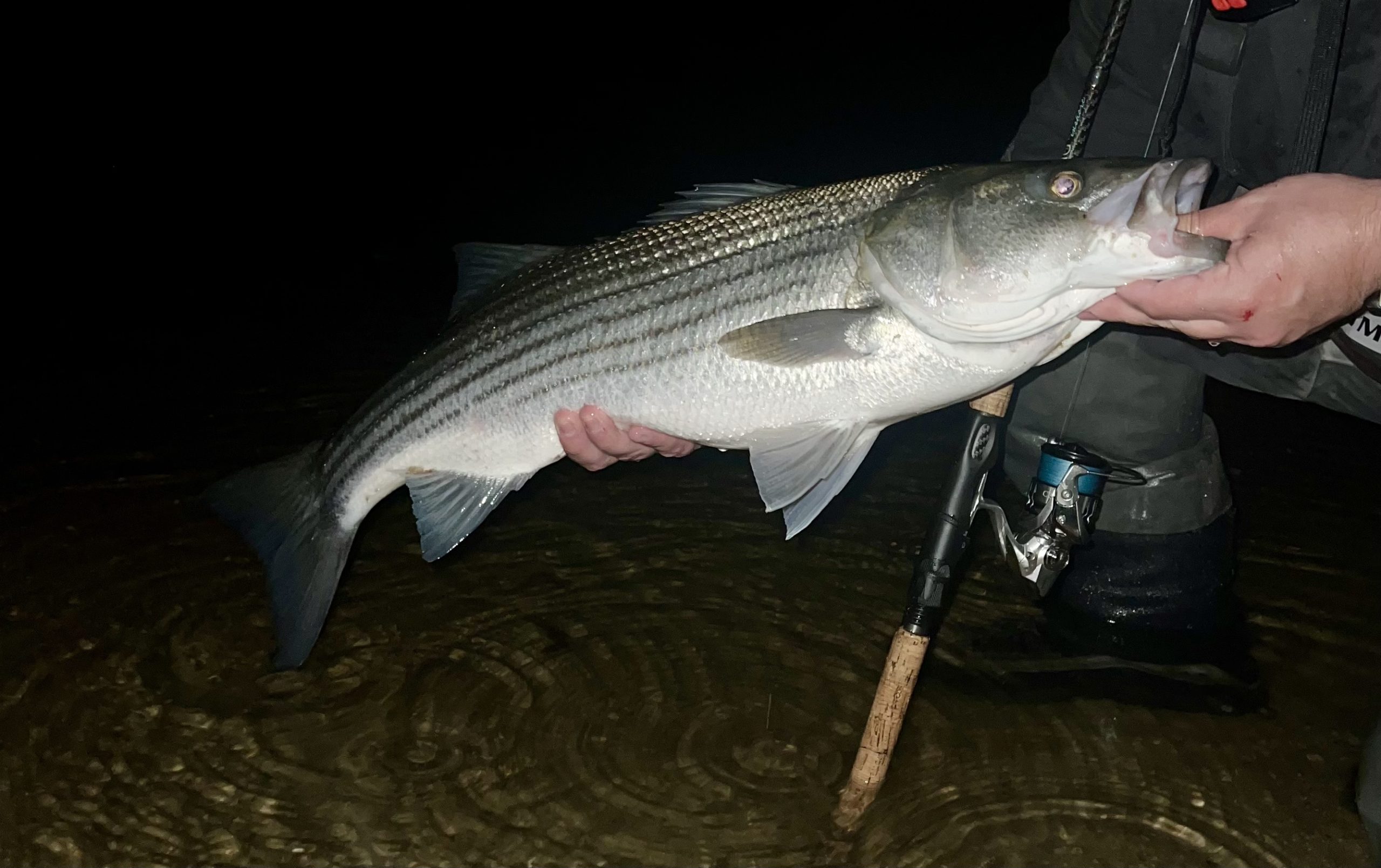 March Madness: Early Spring Stripers in Connecticut