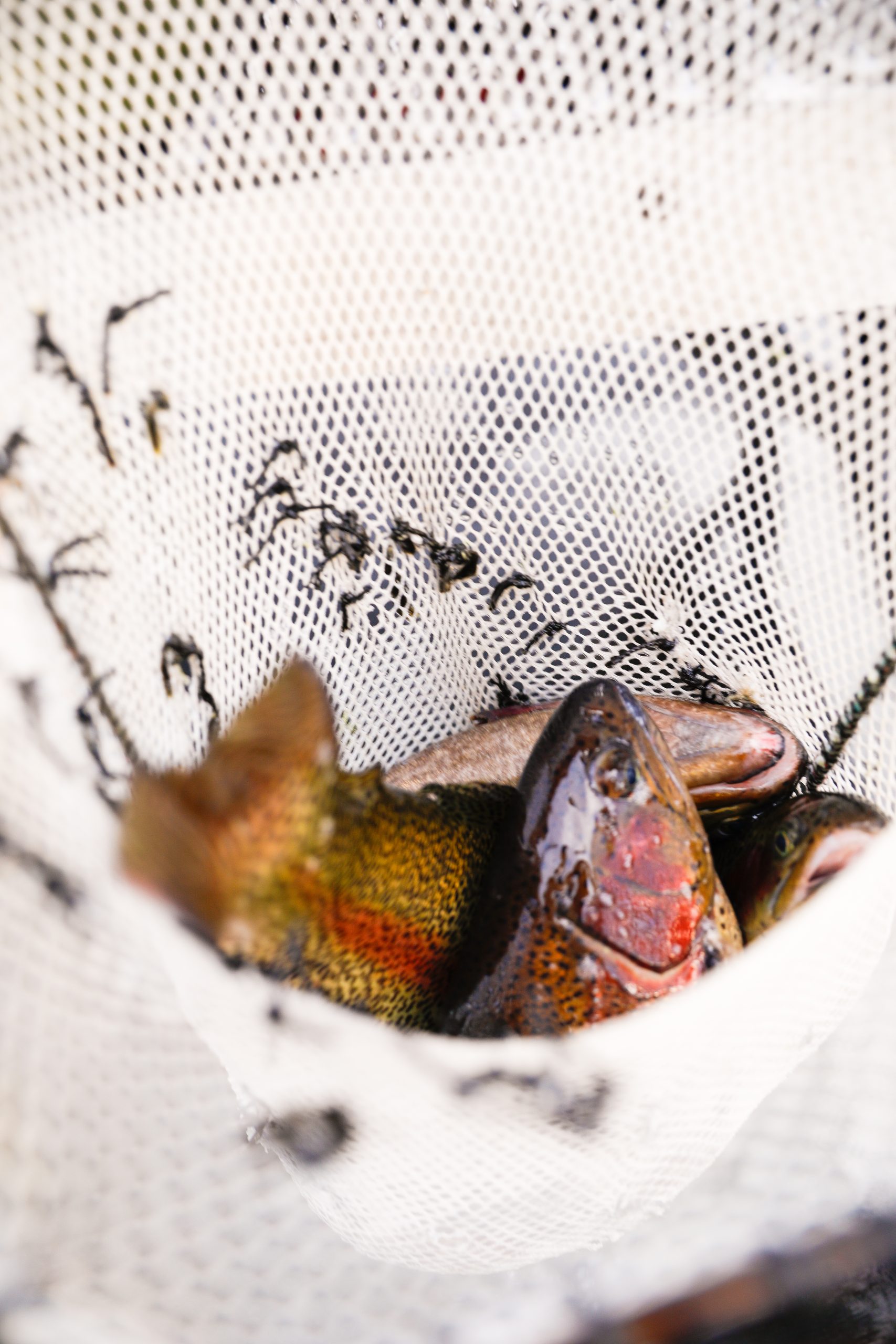 The History of New Jersey&rsquo;s Trout Fishery