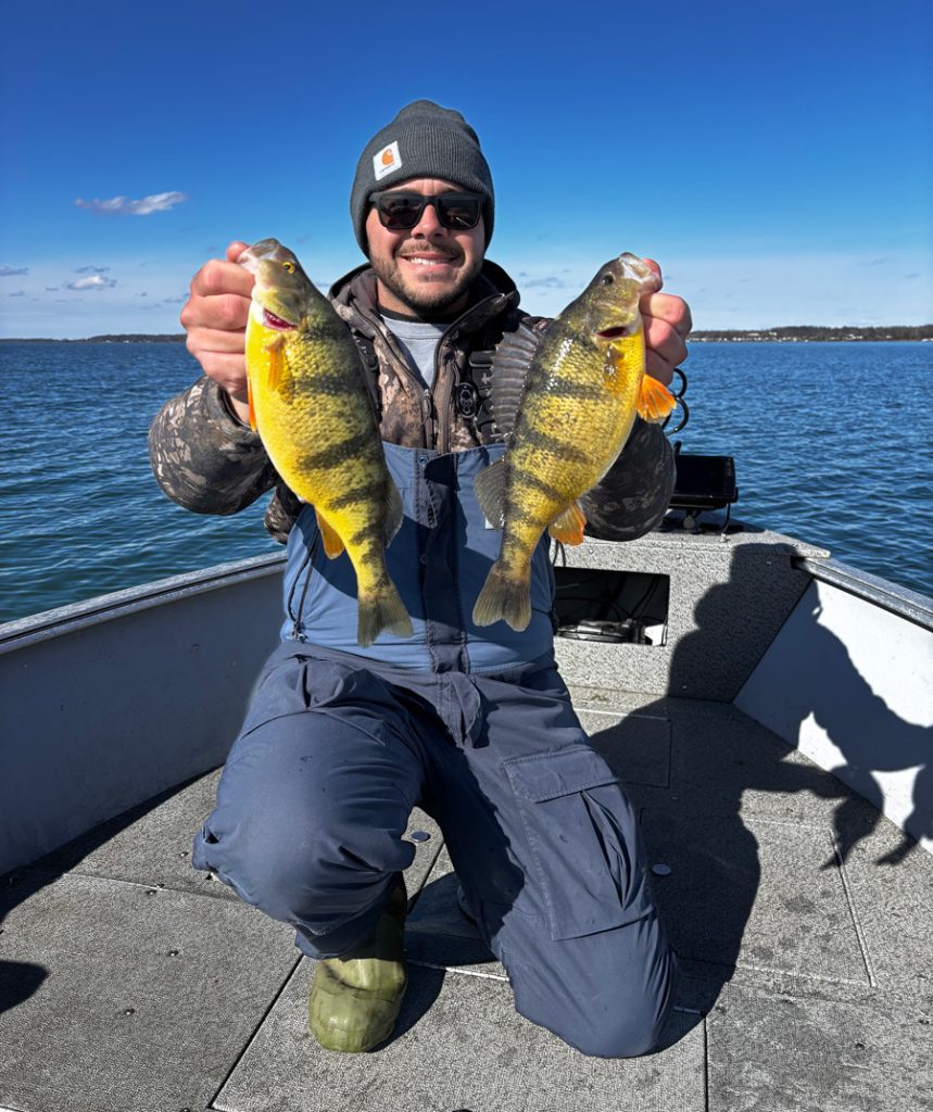 pair of big Cayuga lake yellow perch