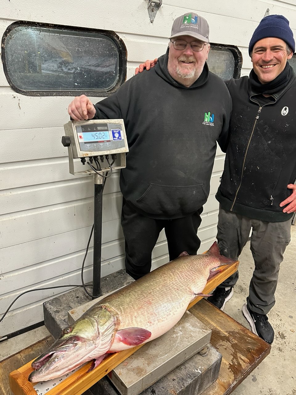 New Jersey state record muskellunge on a certified scale reading 45.02 pounds at Hackettstown Hatchery