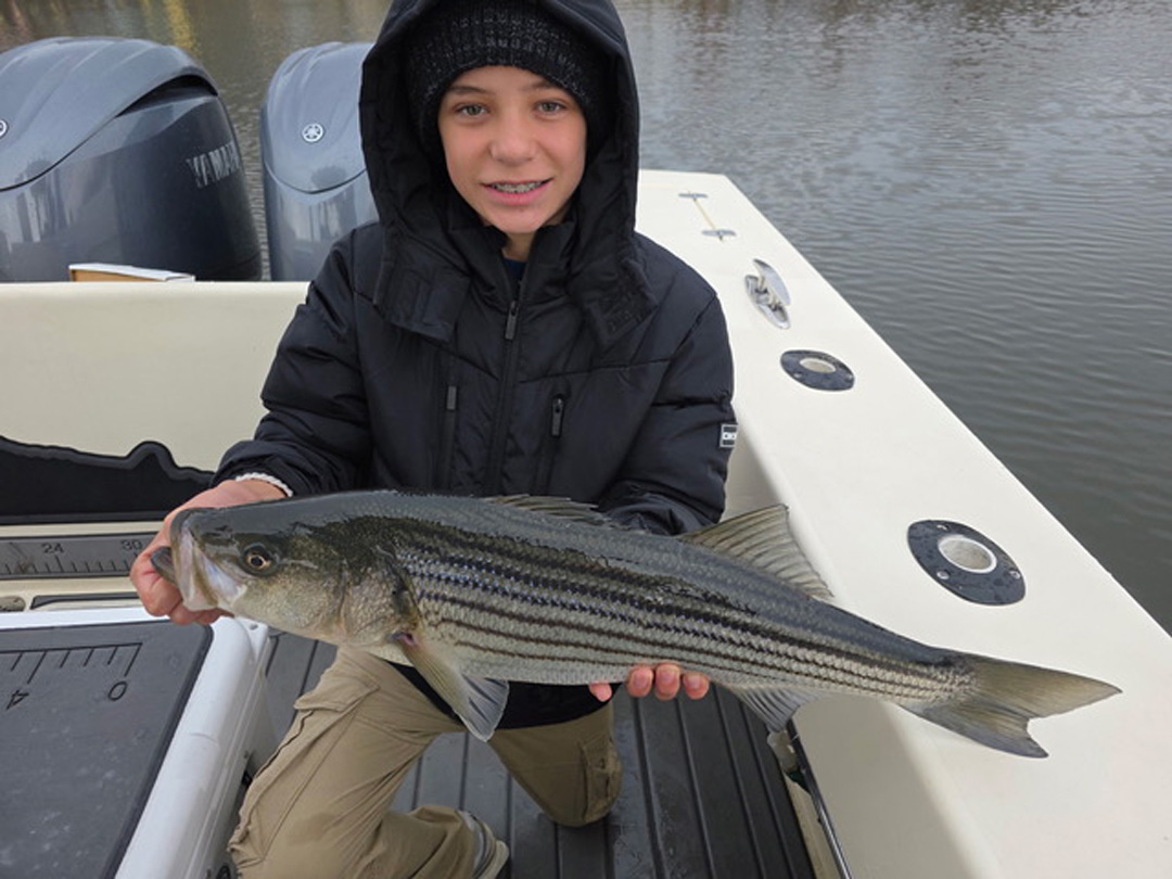 Alewives have woken up Boston harbor holdovers.