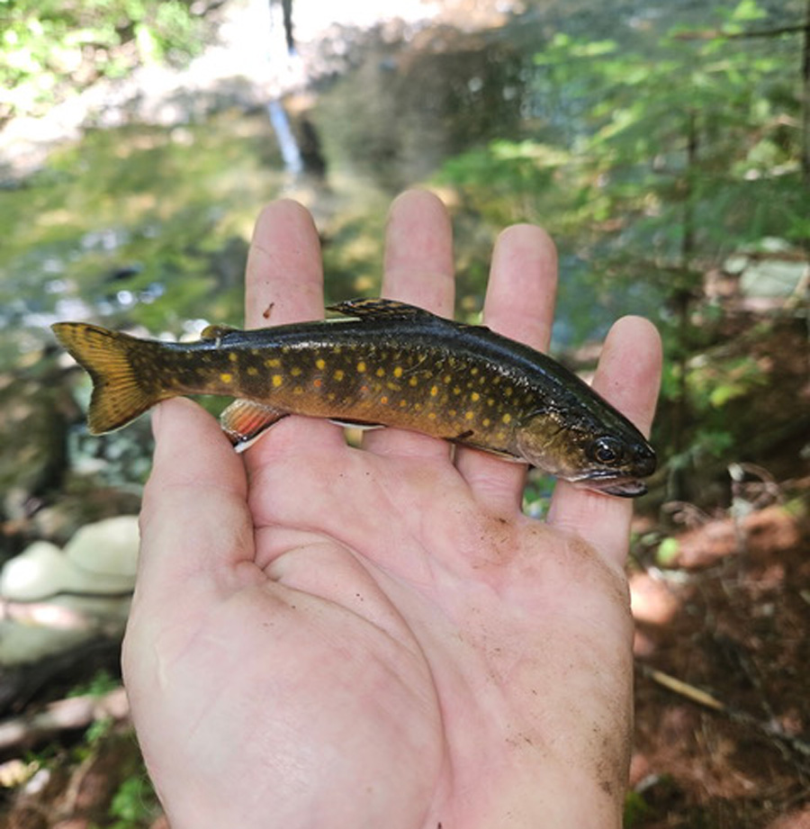 native brook trout