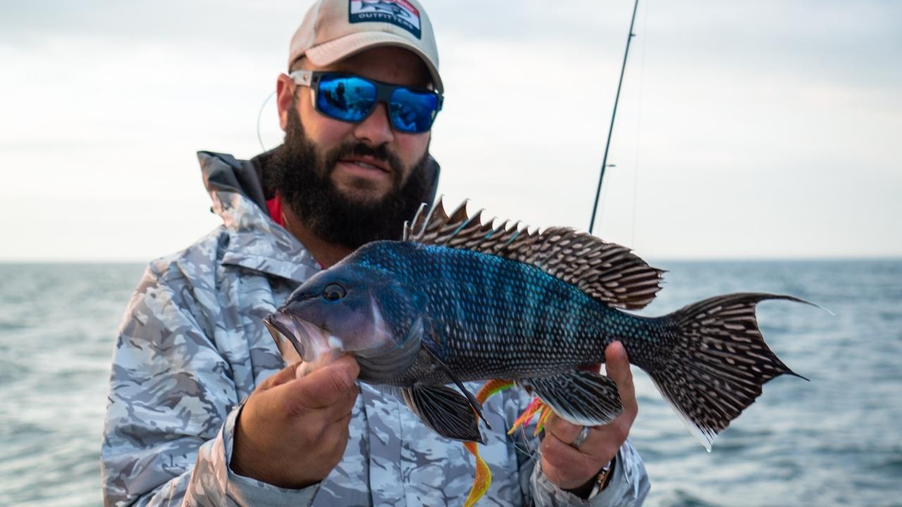 Black Sea Bass Limits Just Increased: Here&rsquo;s What Your State Gets in 2026
