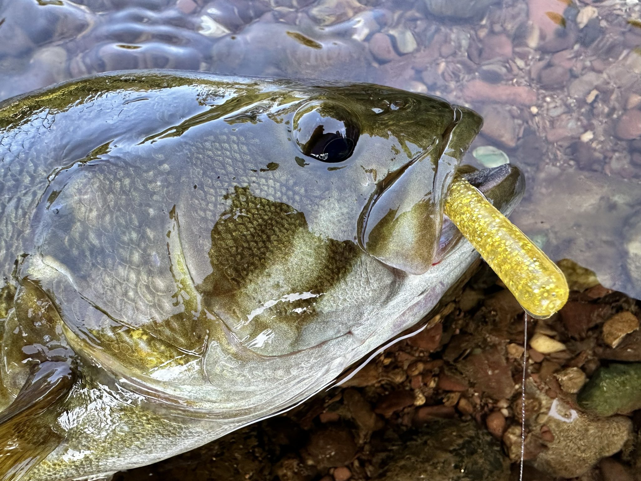 Jersey Riggs The Jersey Rigg: A Hidden Gem in Bass Fishing