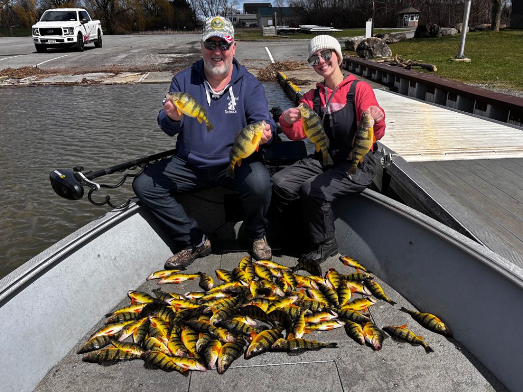 anglers with pile of yellow perch