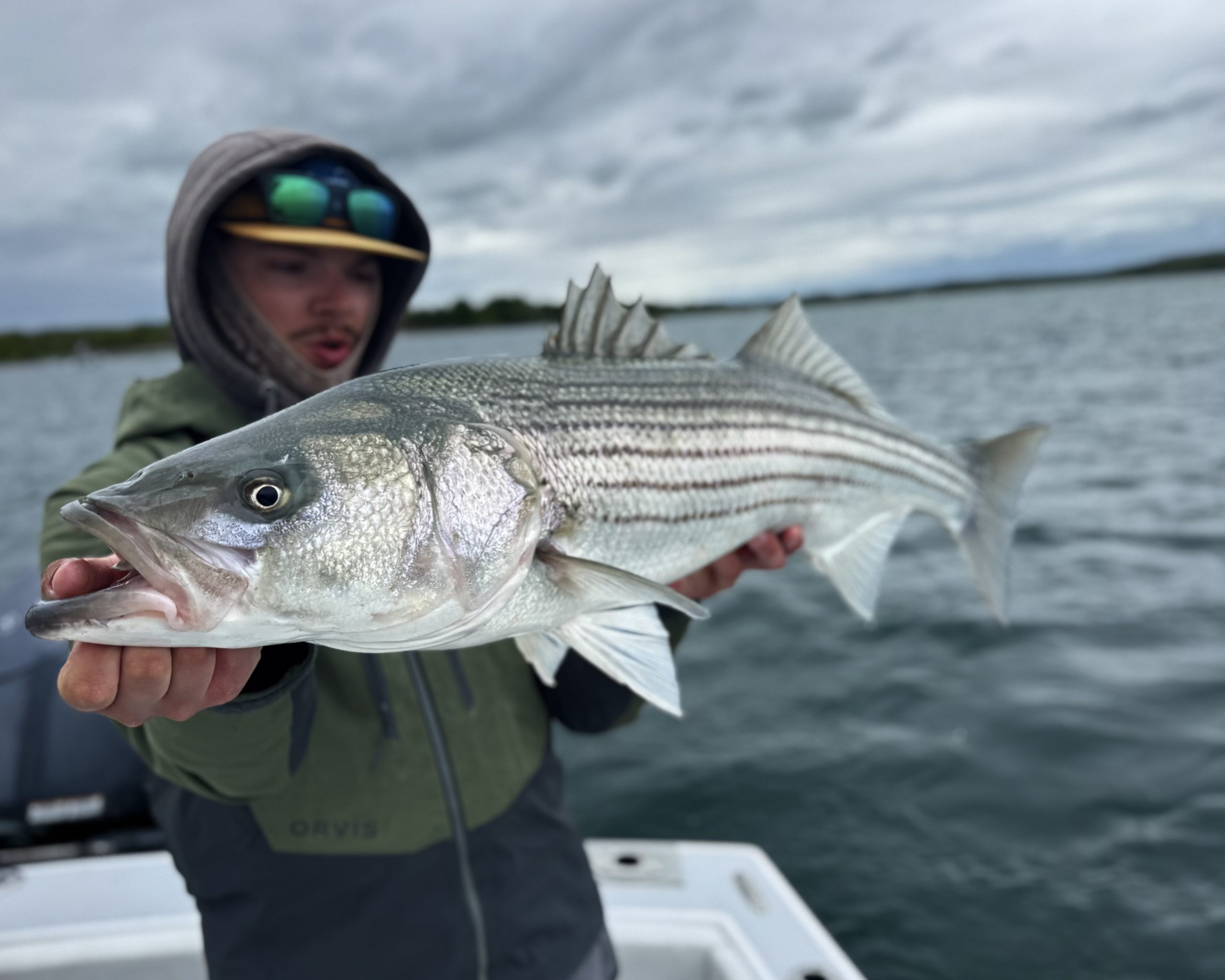 Buzzards Bay’s Spring Striper Run