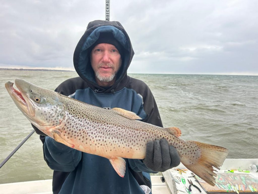 hooked jaw male brown trout