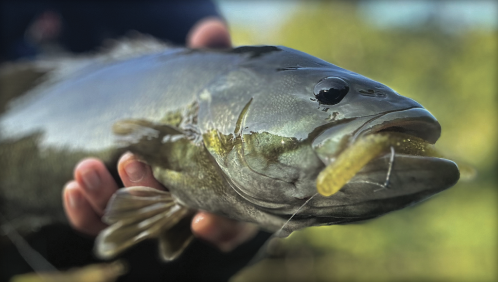 The Jersey Rigg: A Hidden Gem in Bass Fishing