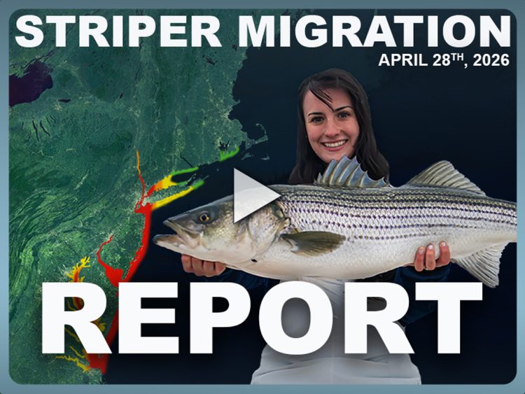 Striper Migration Report Apr 28, 2026