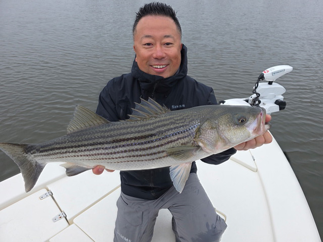 Tomo with striped bass