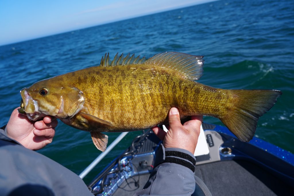 Smallmouth on Lake Erie