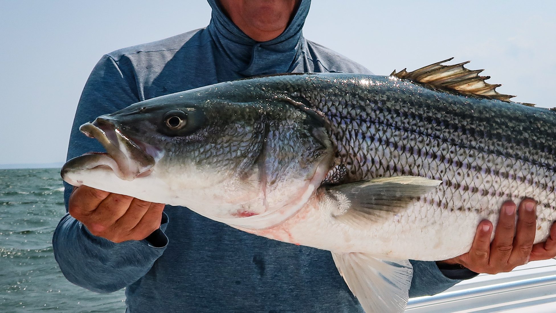 The Truth about the Current State of Striped Bass
