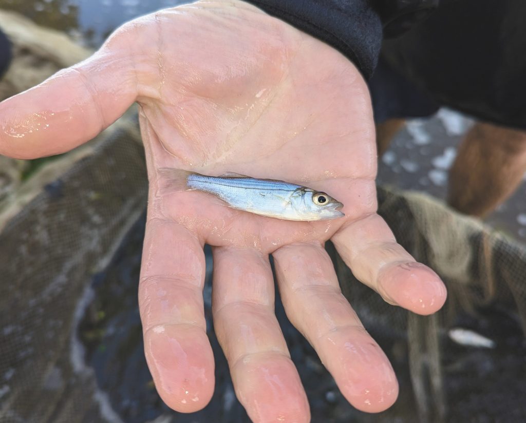 current state of striped bass - YOY Index
