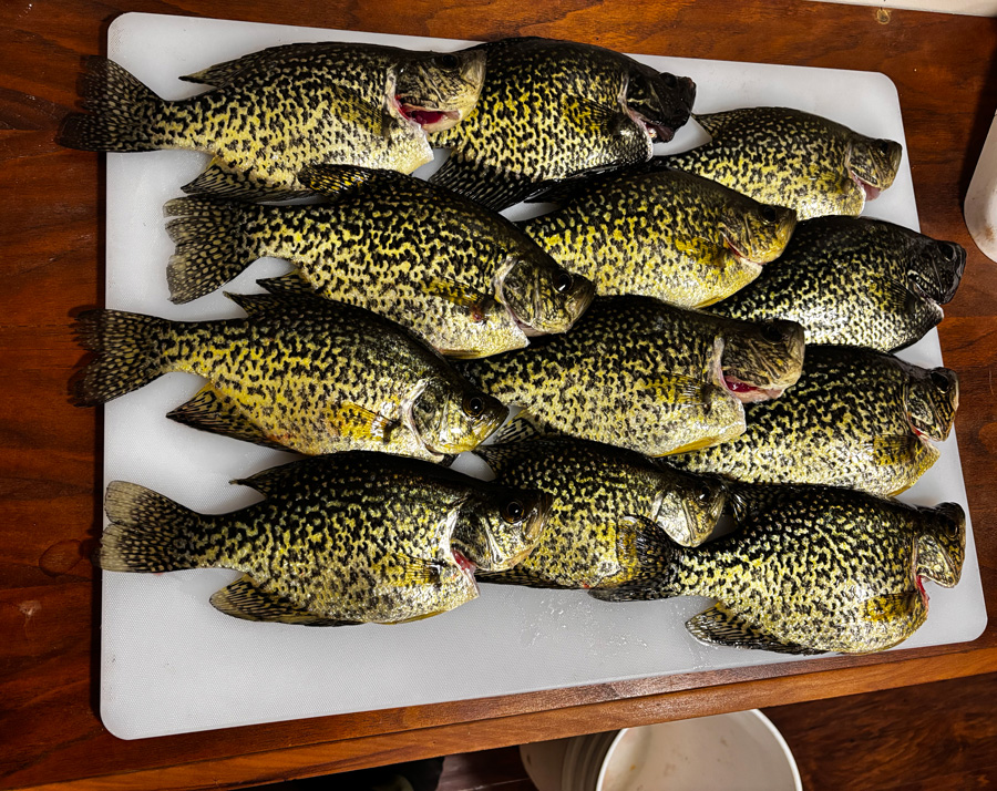 crappie