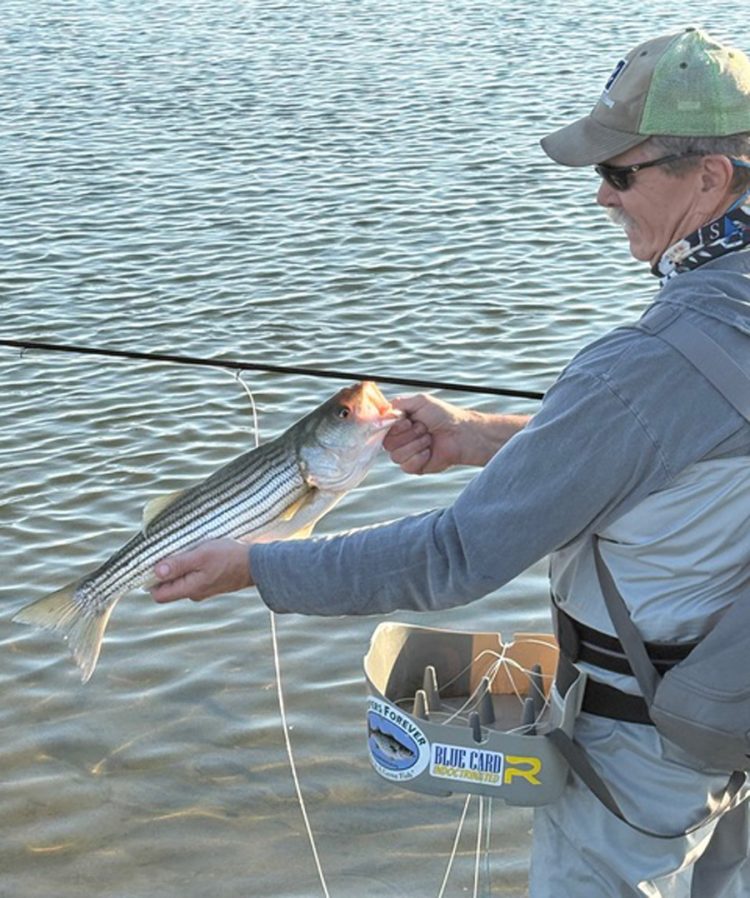 striper caught on the fly