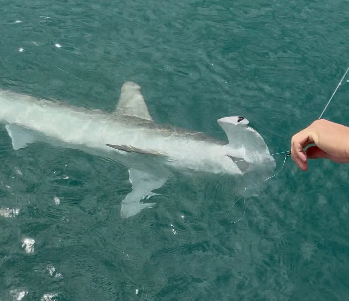 Striper Fishermen Catch Hammerhead Shark off Moriches Inlet, NY