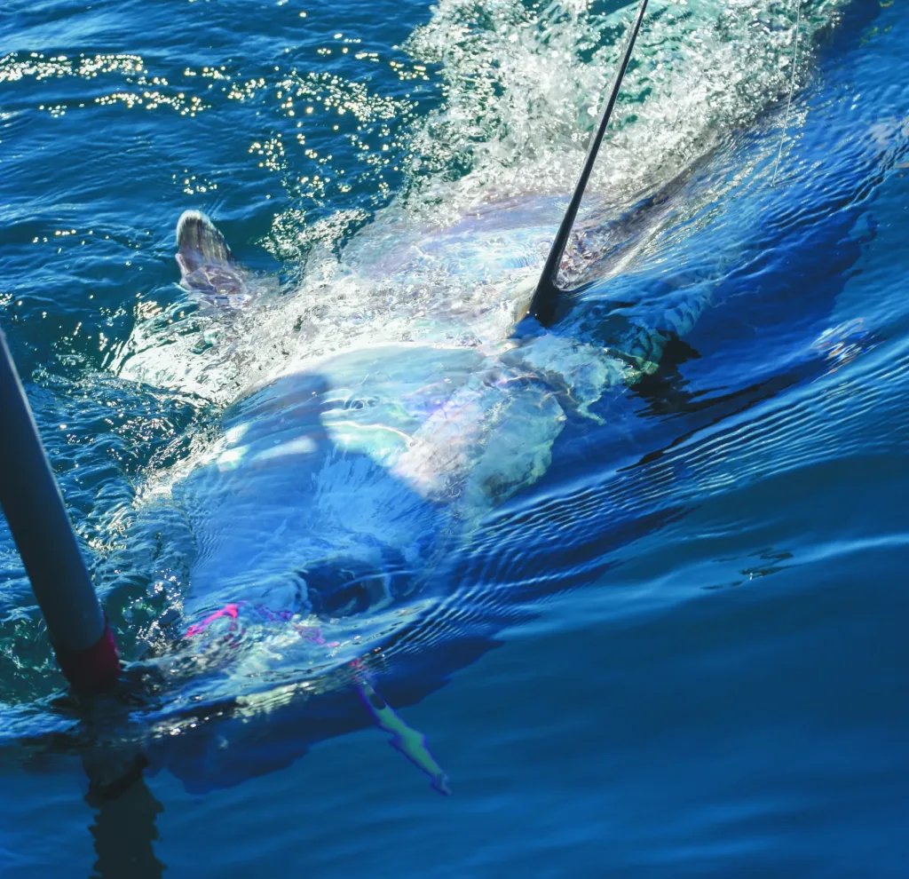 bluefin tuna New York City