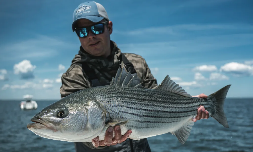 Falmouth - Striper Towns