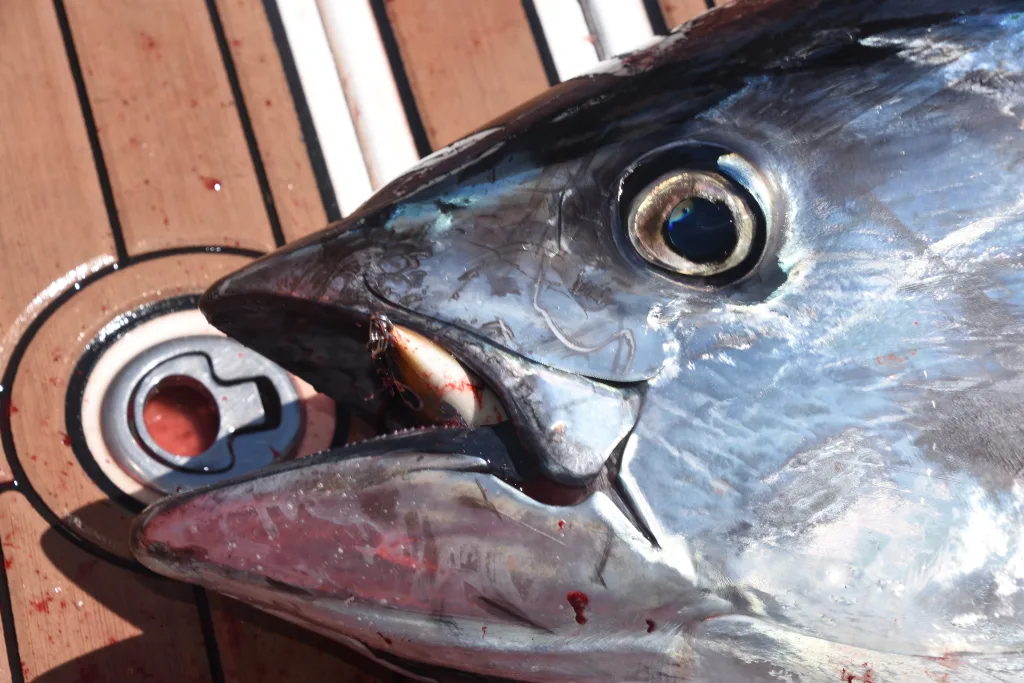 bluefin tuna fishing off New York City