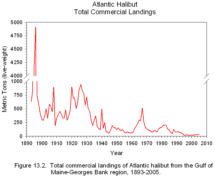 The short history of the Atlantic halibut's commercial fishery is best summarized by this chart, which shows a sharp initial decline in commercial landings from the Gulf of Maine to Georges Bank during the late 1800s. 