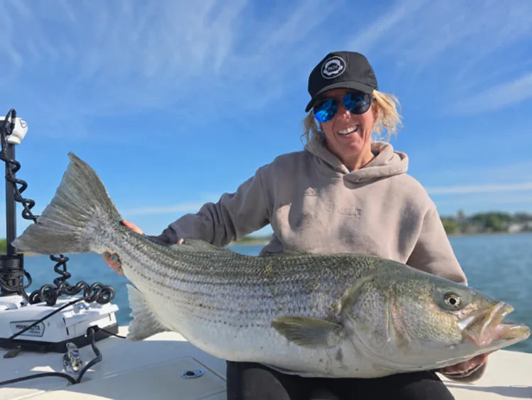 Big Boston striped bass