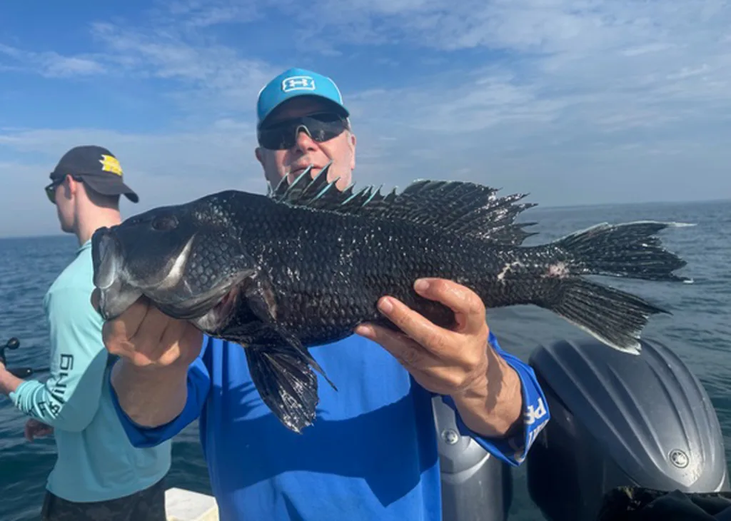 Buzzards Bay black sea bass