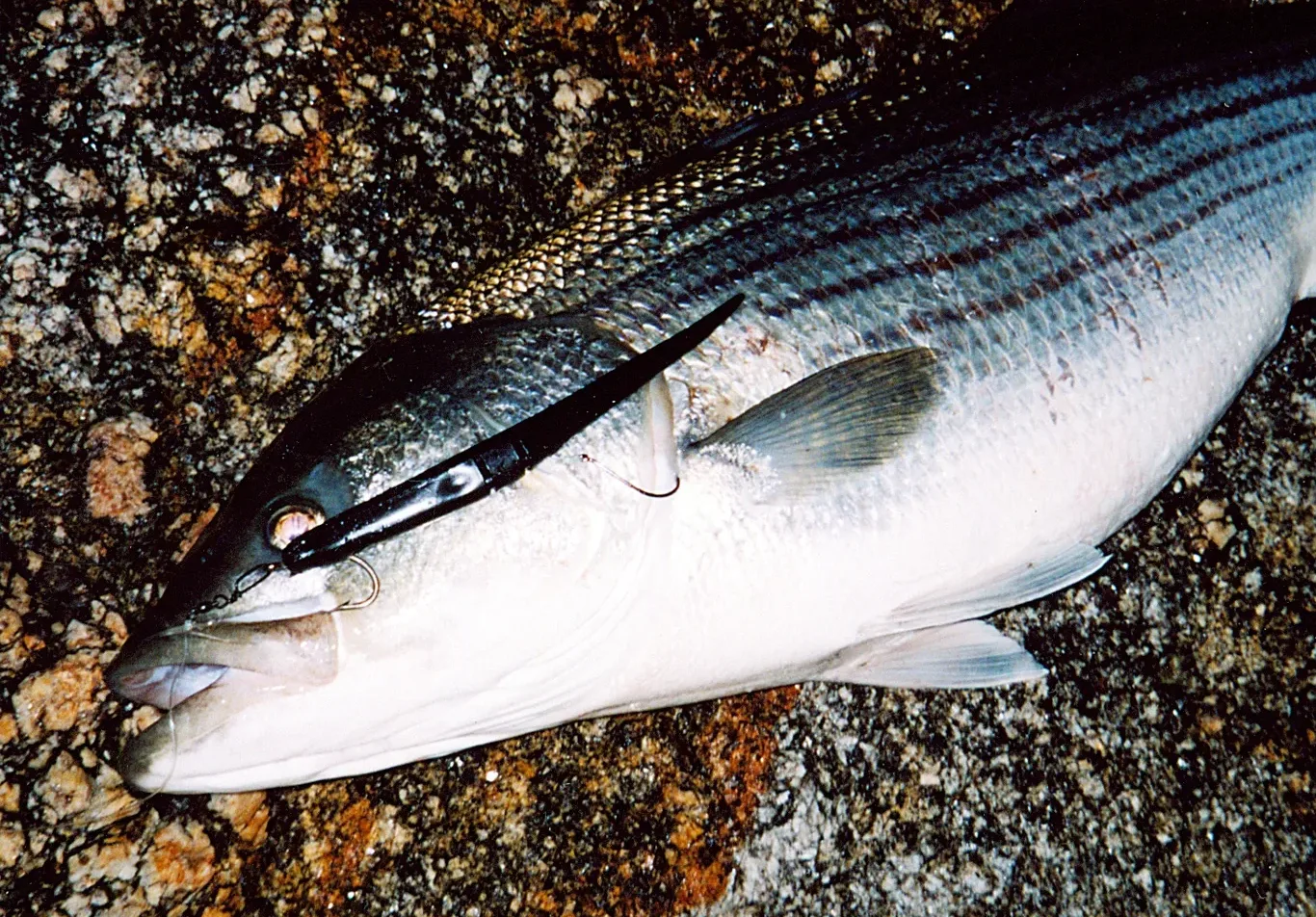 Rediscovering Rigged Slug-Gos for Stripers in the Surf