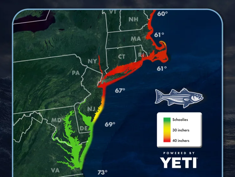 Striper Migration Map thumbnail June 19, 2026