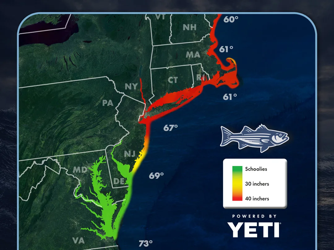 Striper Migration Map thumbnail June 19, 2026