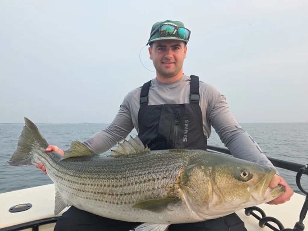 Boston Harbor striped bass