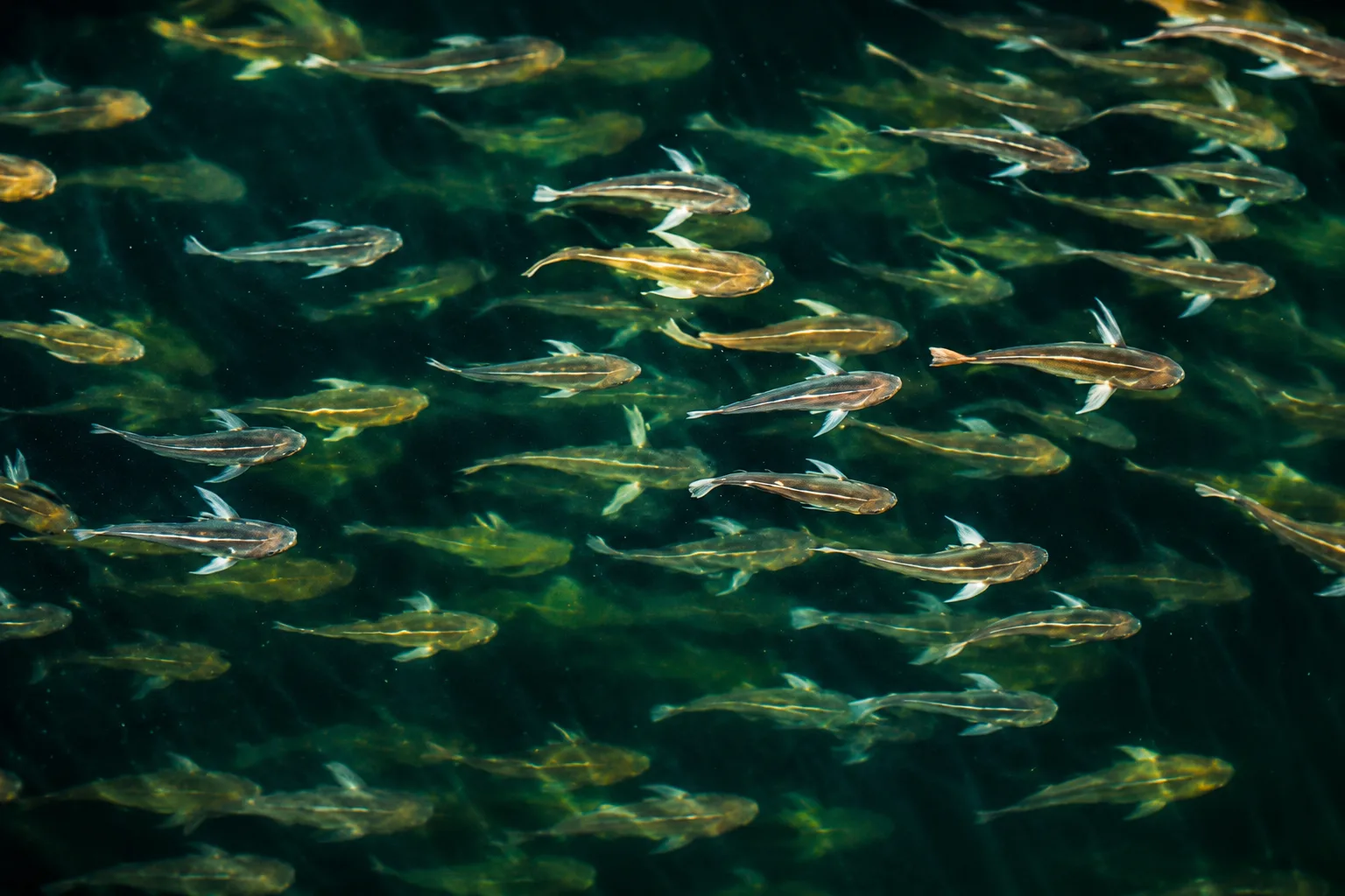 Thousands of Black Drum Filmed Swimming off New Jersey Beaches