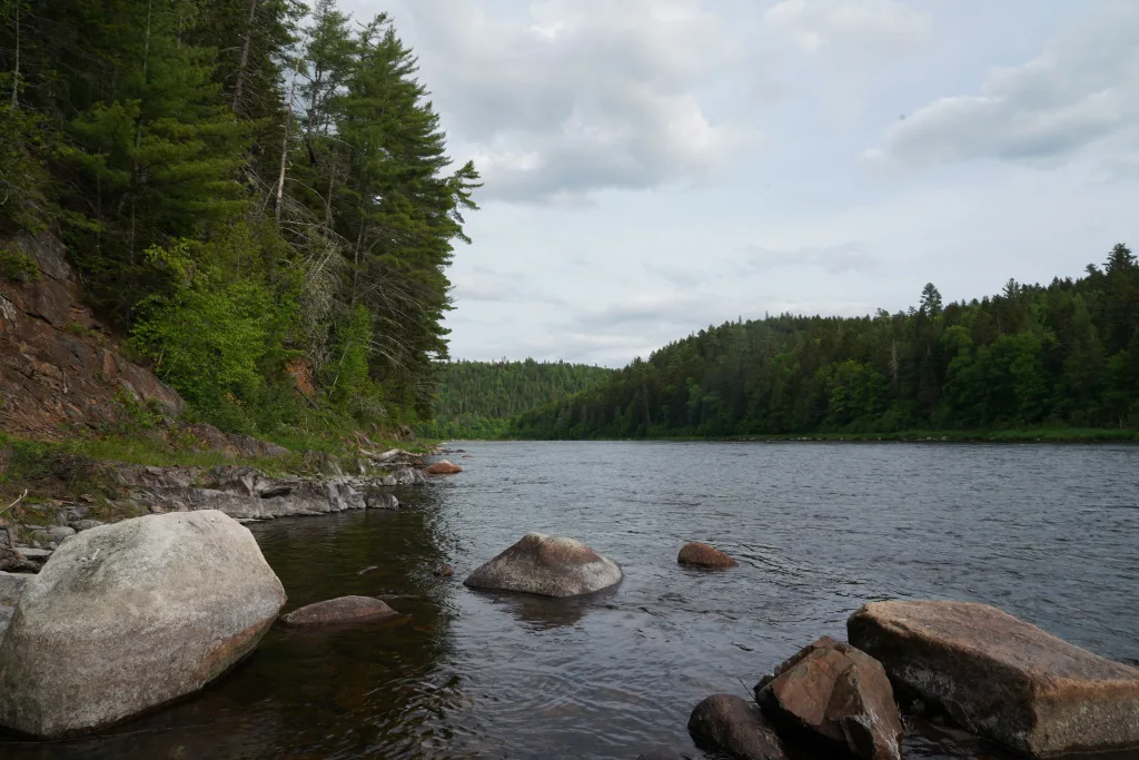Canadian striped bass are still under pressure, with the entirety of the genetically distinct population spawning solely in the Miramichi River.