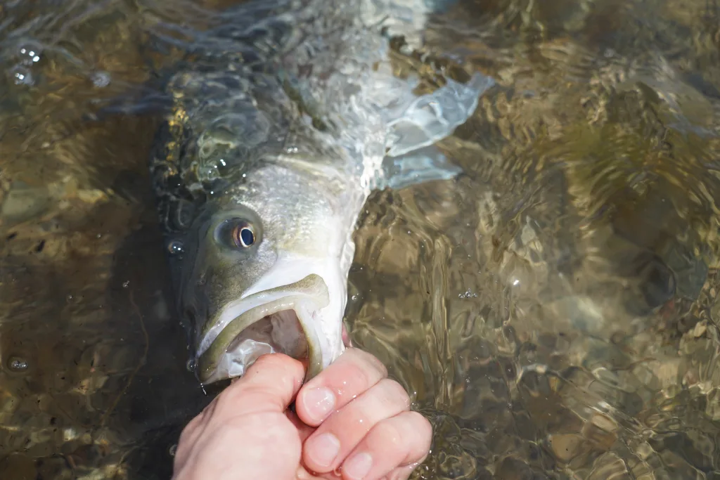 An angler returns his first Canadian striped bass to the crystal-clear waters from which it came. 