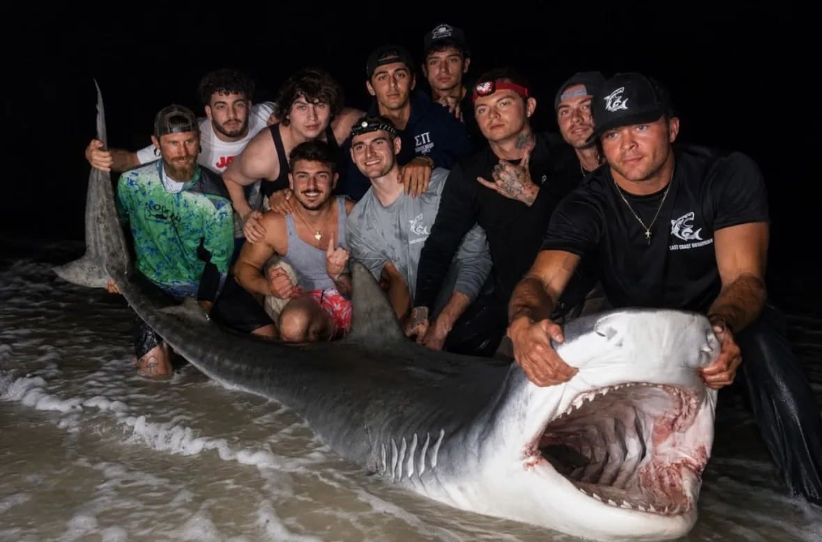 Rare Giant Tiger Shark Caught in New Jersey Surf